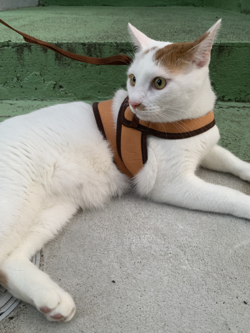 我が家の愛猫の画像