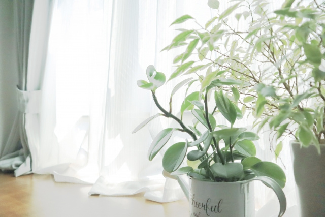 風水における観葉植物の効果とは？置き場所やおすすめの観葉植物をご紹介の画像