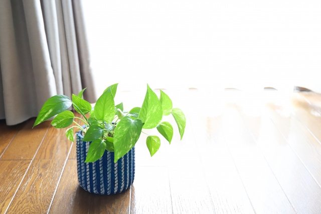 一人暮らしの部屋に観葉植物を置く際のポイントについてご紹介の画像