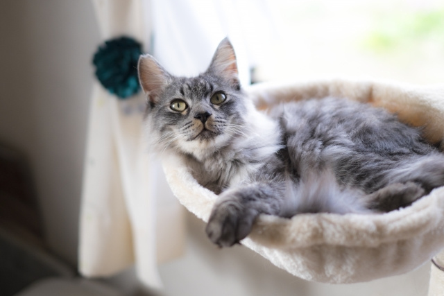 ペットを飼育していた家を売却したい方に！査定額を下げないための対策とは？