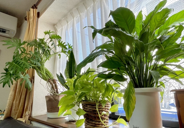 観葉植物は風水において効果あり？おすすめしたい置き場所をご紹介の画像