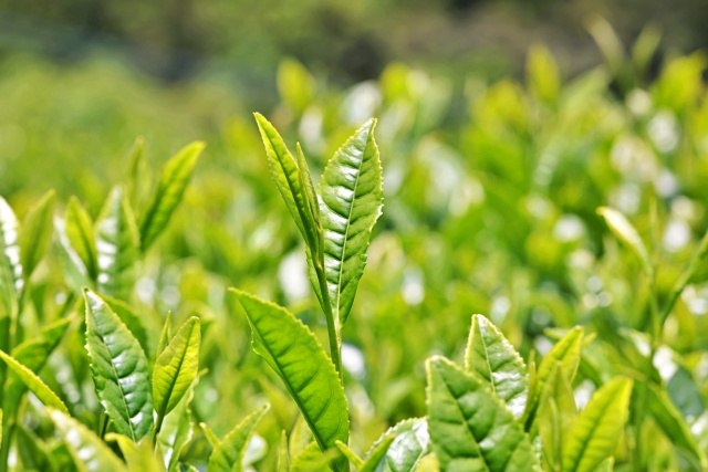じつは奈良もお茶の栽培が盛んな土地！