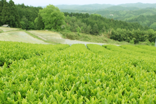まとめ～大和茶の未来を見据えて～