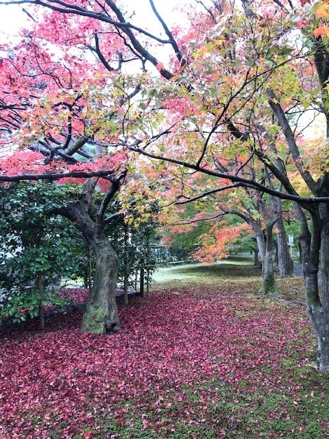 紅葉~~!の画像