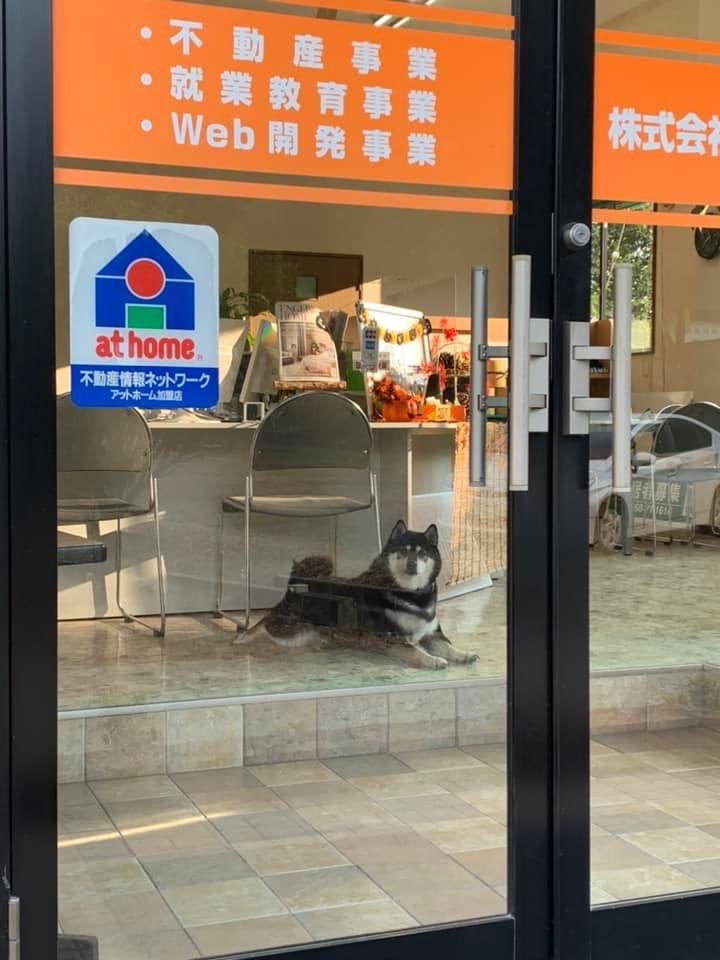 アイドルの紹介の画像