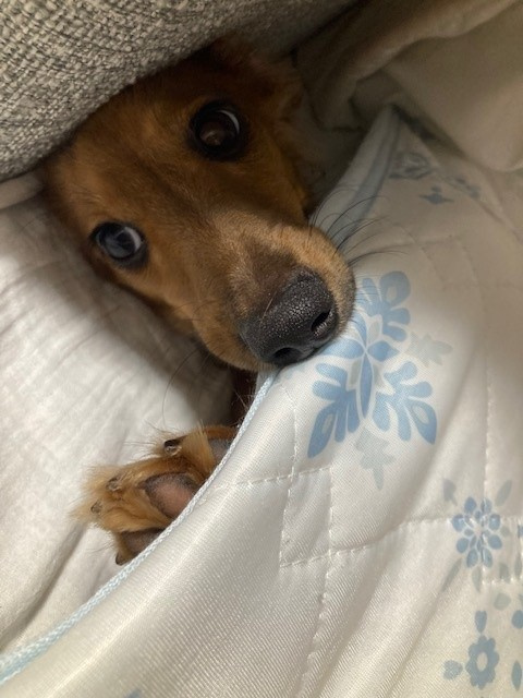 田中のわんこの画像