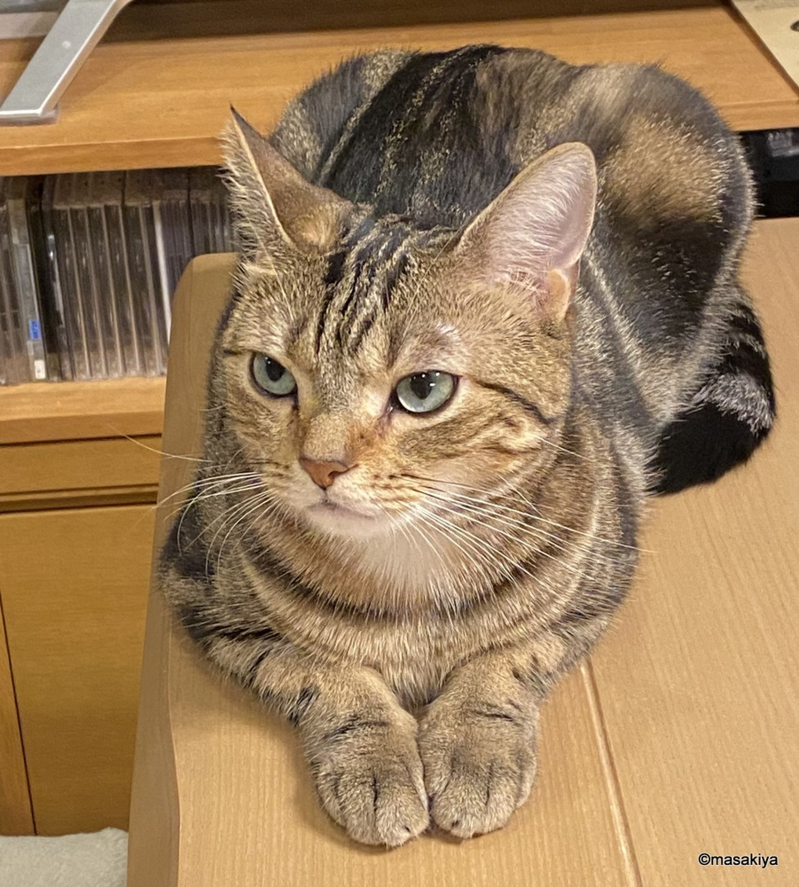 手伝えないネコの画像