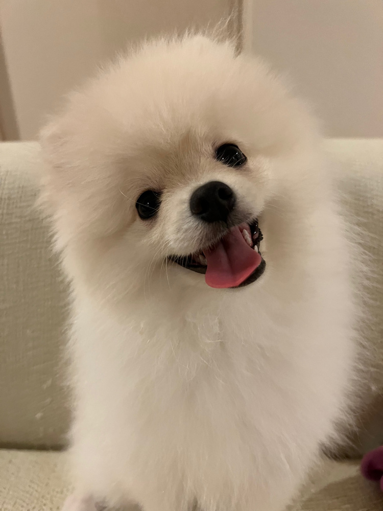 ペットと新生活！の画像