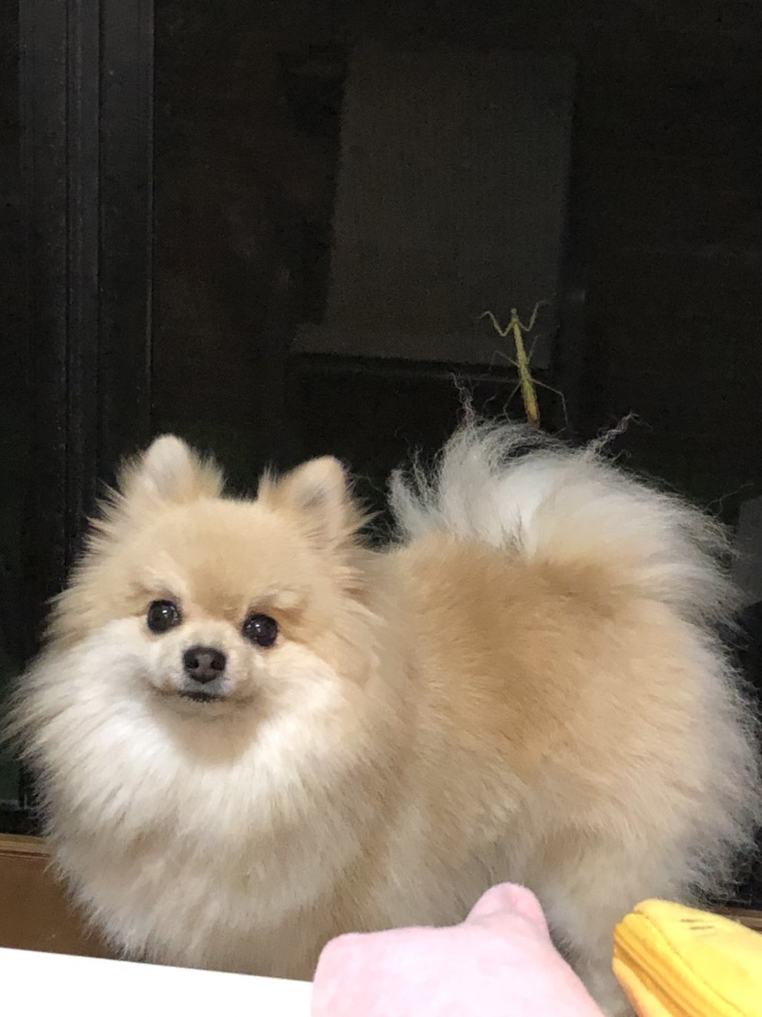 我が家の一員をご紹介の画像