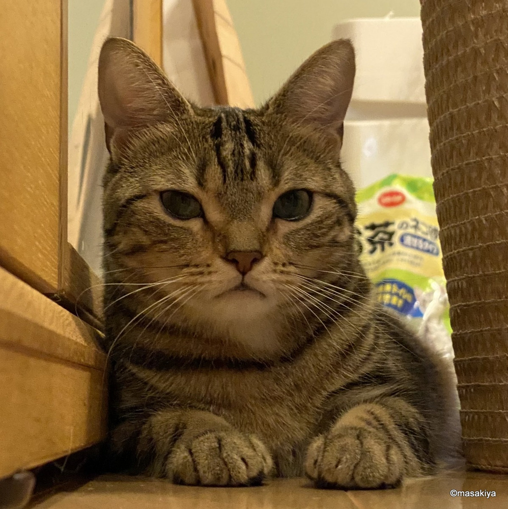 猫と休日の画像