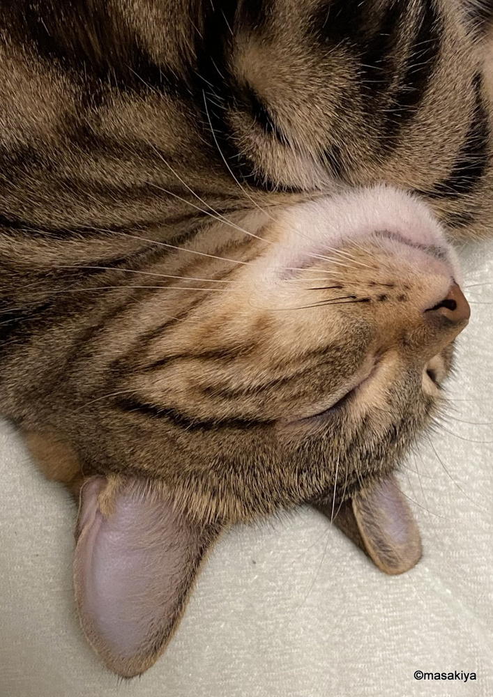 無罪放免の画像