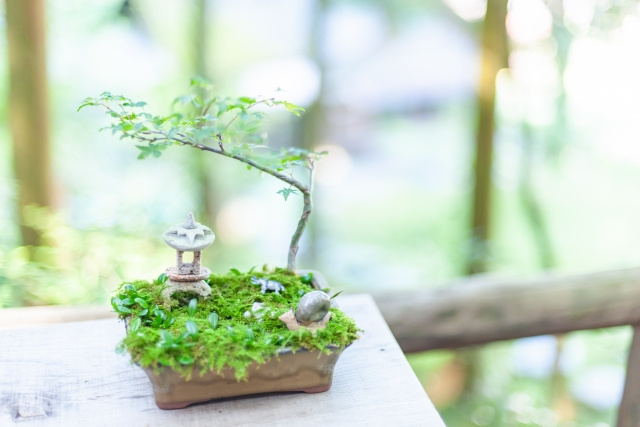 大阪府大阪市平野区にあるniwa qは盆栽や苔玉に興味がある方におすすめ！