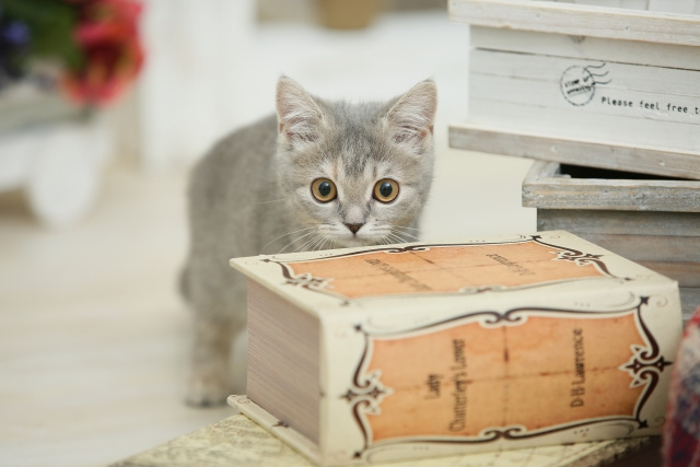 一戸建てで猫が脱走しやすい場所とは？脱走対策と注意点をご紹介！