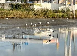 コウノトリがやってきたー‼の画像