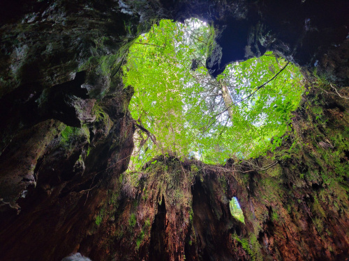 屋久島　2日目の画像