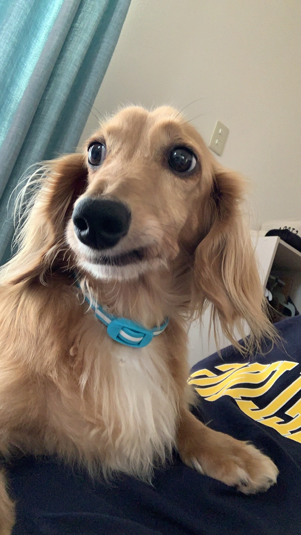 今日のワンコの画像