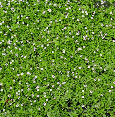 １０月１７日：庭改造計画その１の画像