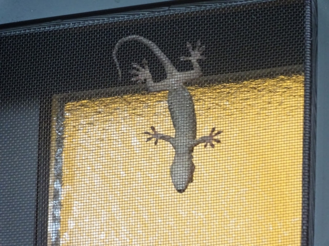 ヤモリとは？家の中に出たときにどうすると良いかの解決策もご紹介