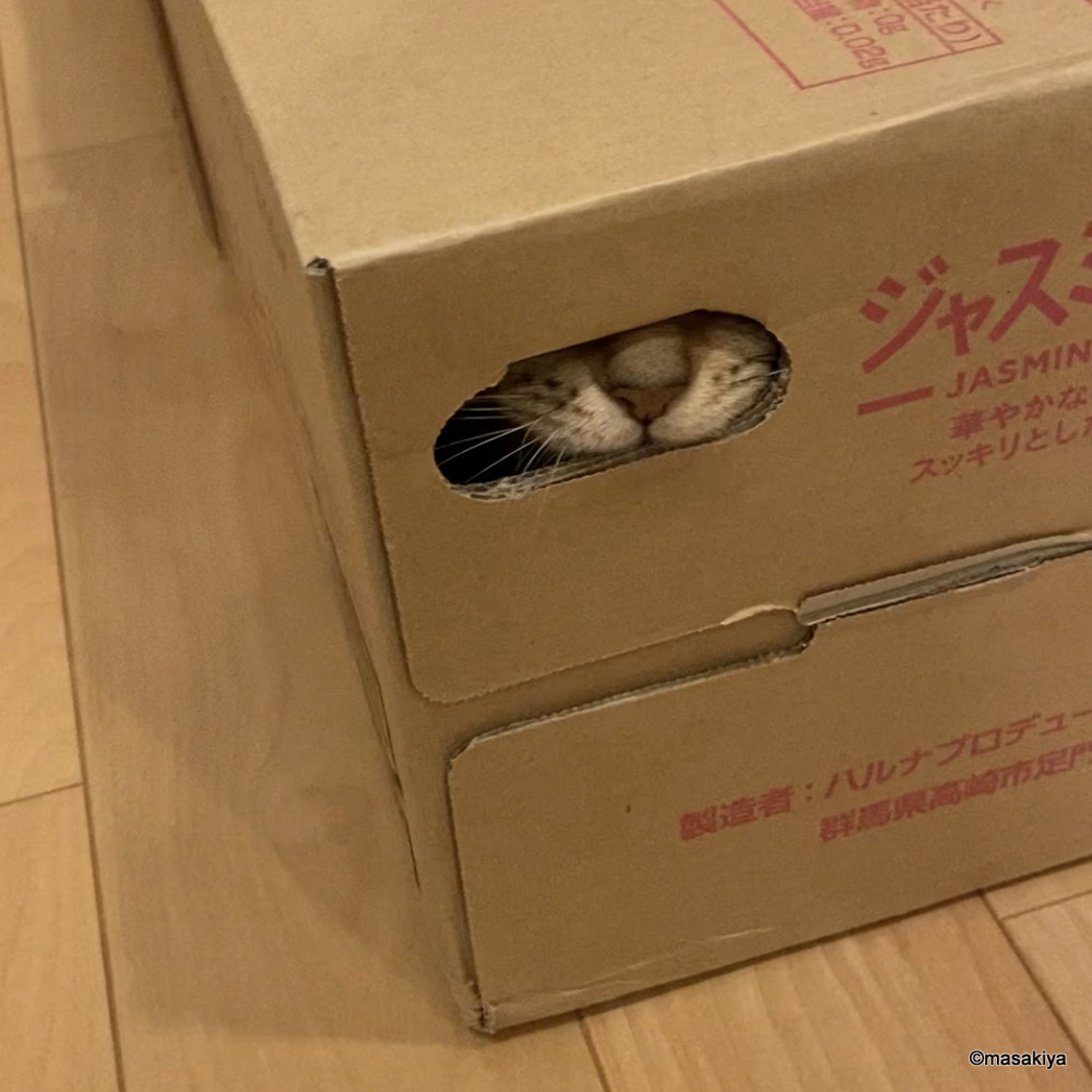 箱大好きの画像
