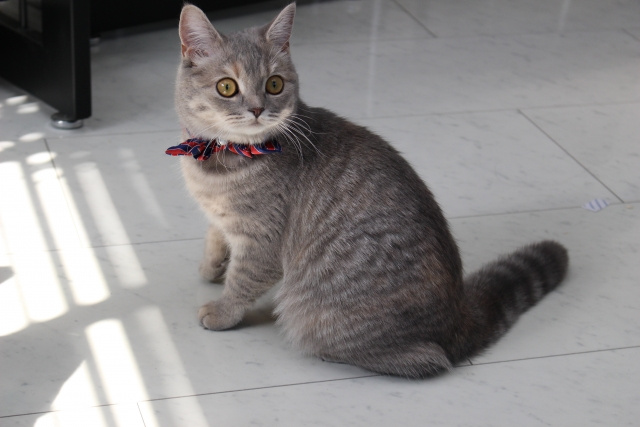 ペットを飼っているマンションは査定額が下がる？査定額を下げないためにはの画像