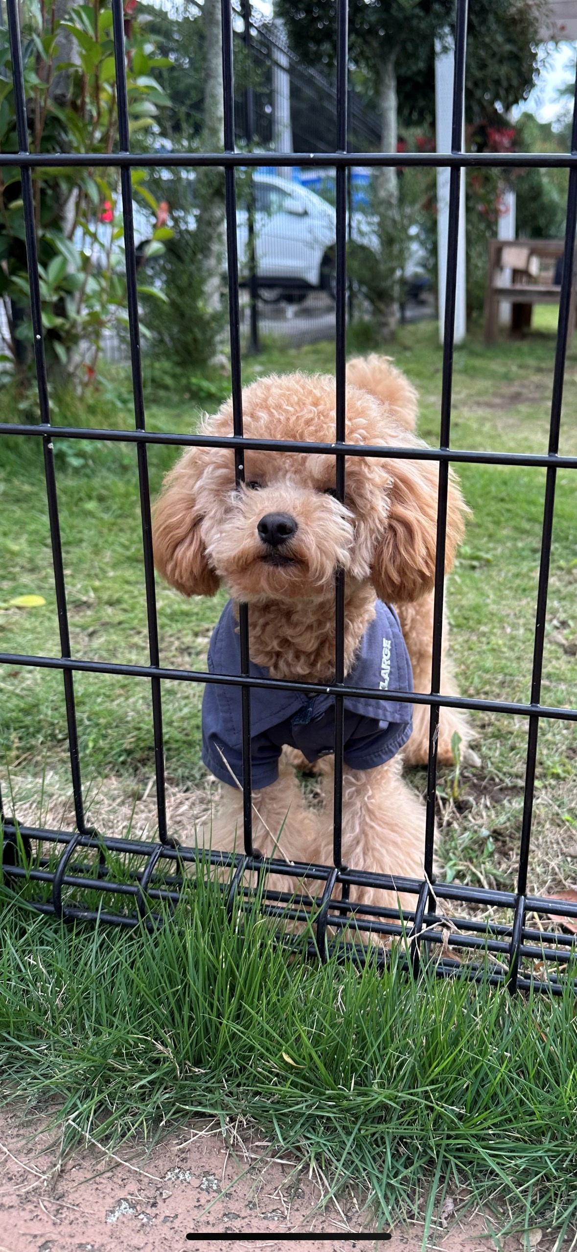 オシャレ犬の画像