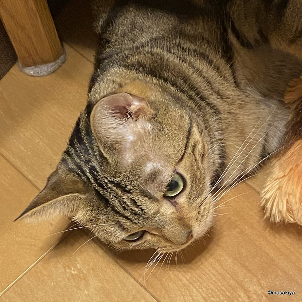 いつも真剣の画像