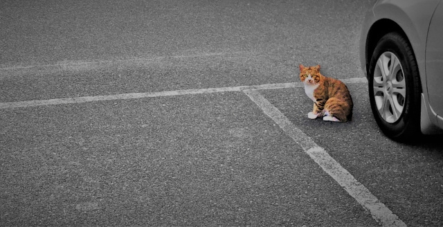 猫バンバンの季節になりました。 ～日高市高麗川駅前不動産コラム～の画像