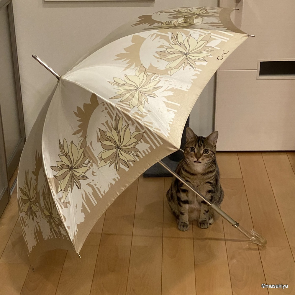 ギックリ腰の画像