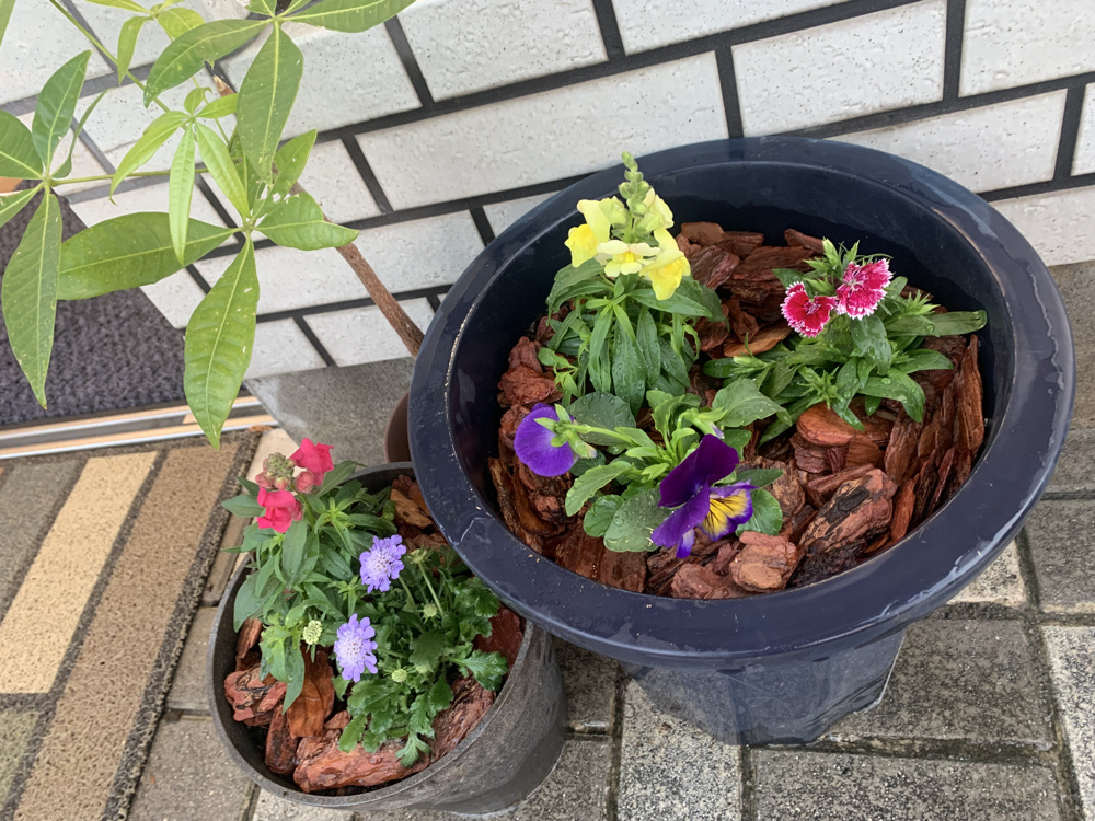 鳥取不動産★ライフエステート　植替えの画像