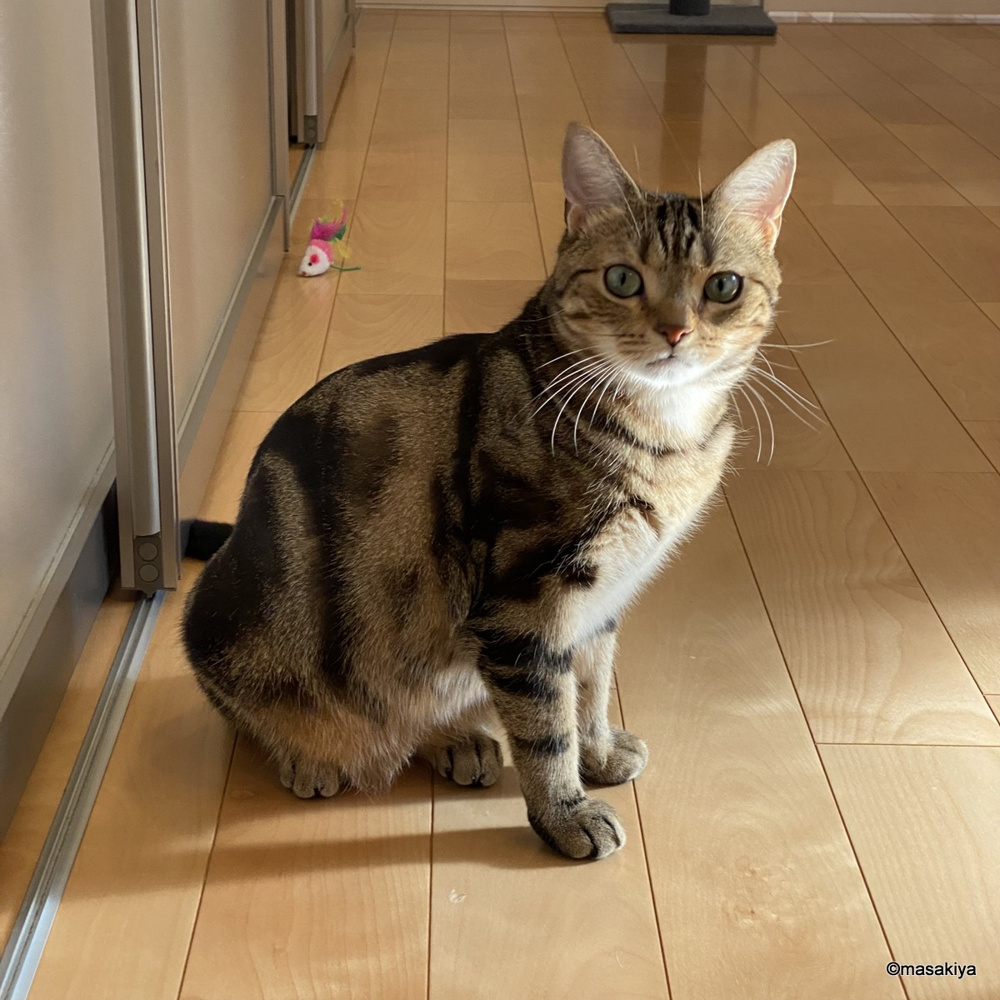 コルセットが苦しいの画像