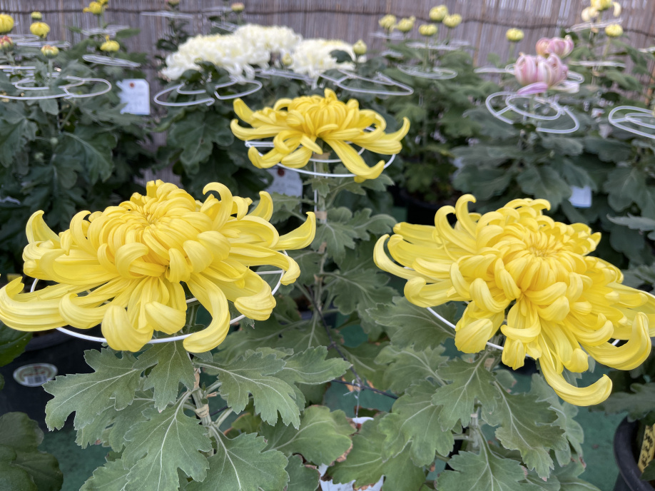 善養寺影向菊花大会の画像