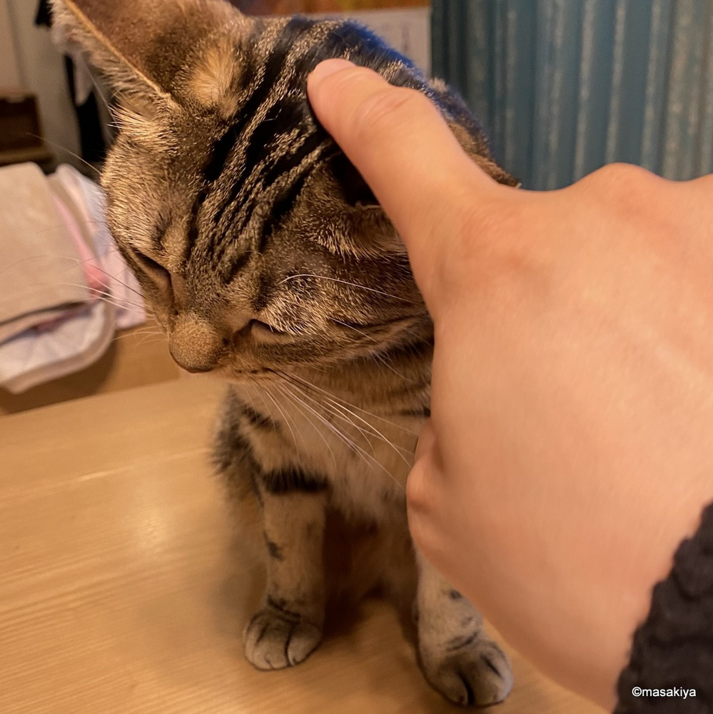 イノシシの捕獲の画像