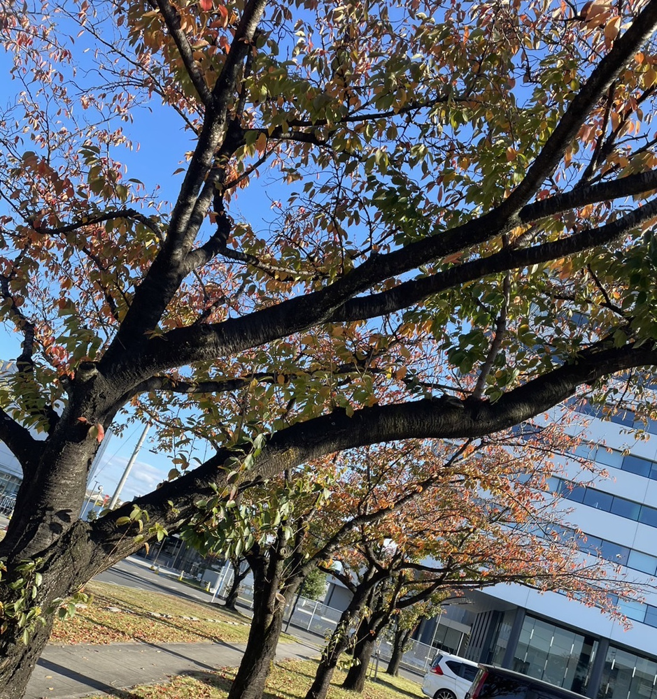 今年ももう終盤ですの画像