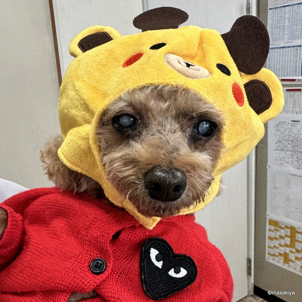 11月の画像