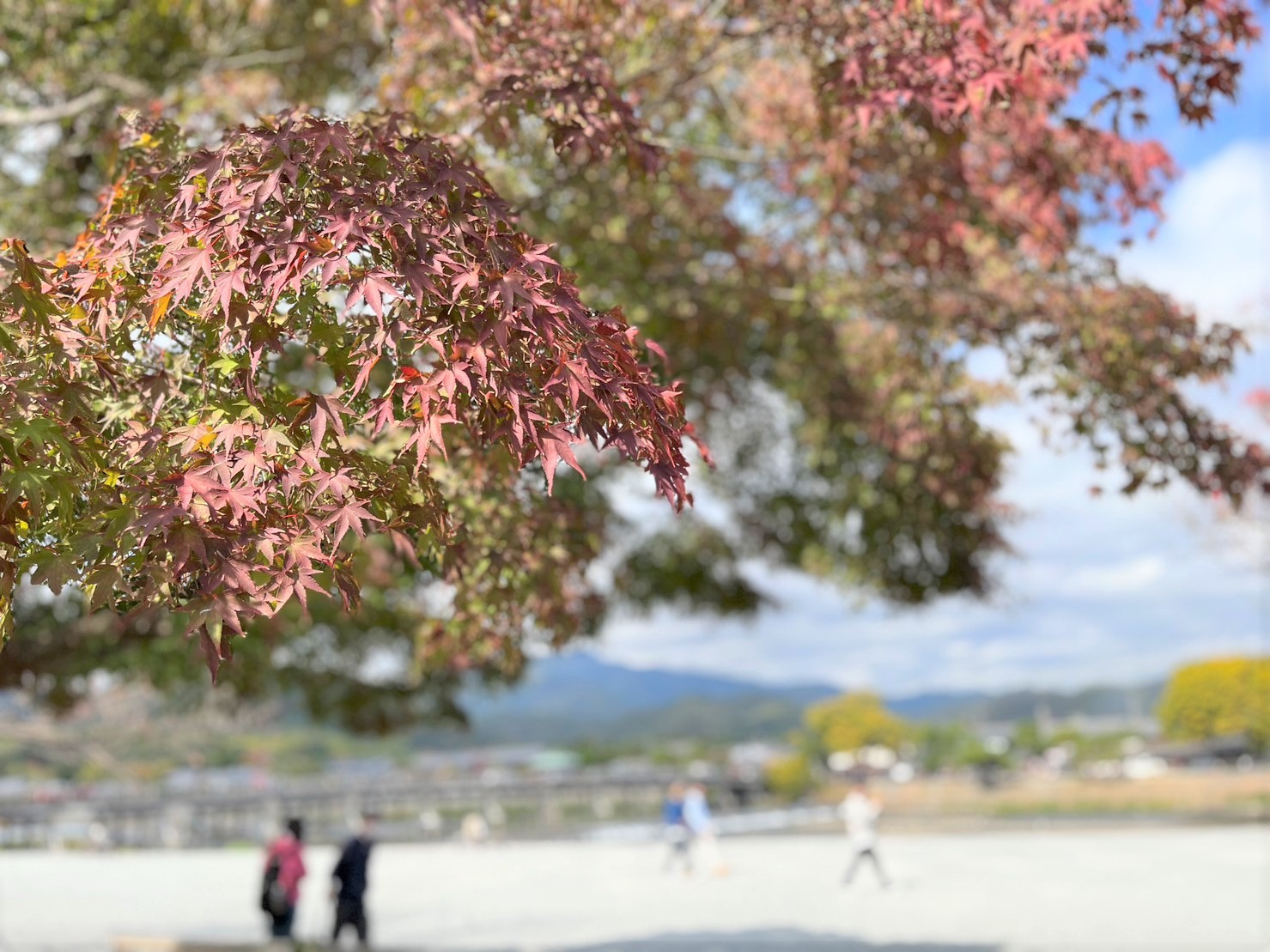 11月に突入しました!!京都観光をしましょう!!の画像