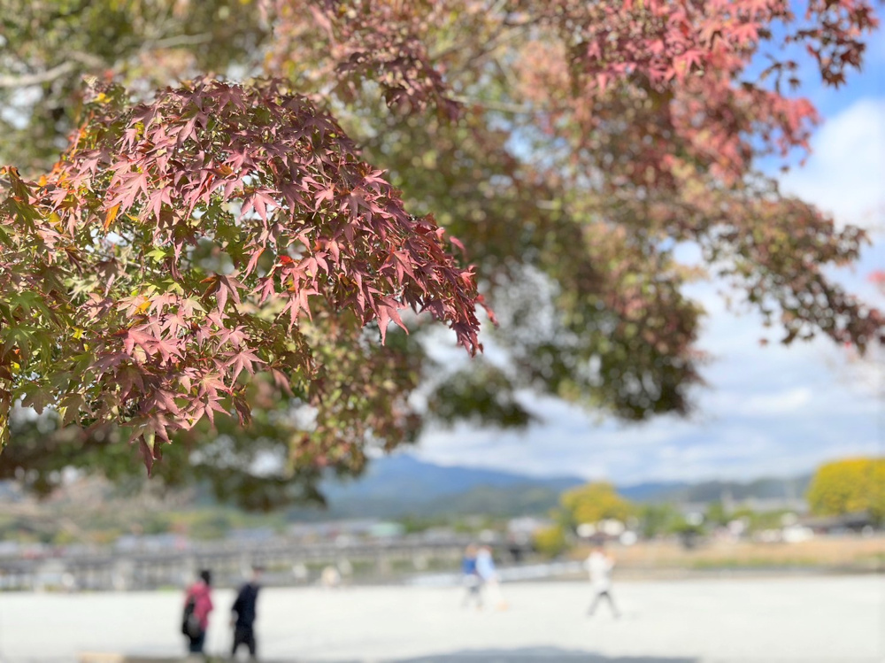 11月に突入しました！！京都観光をしましょう！！の画像