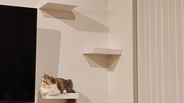 賃貸物件で猫を飼う際にキャットウォークをDIYするには？の画像