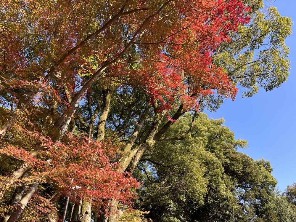 ☆上賀茂神社☆の画像
