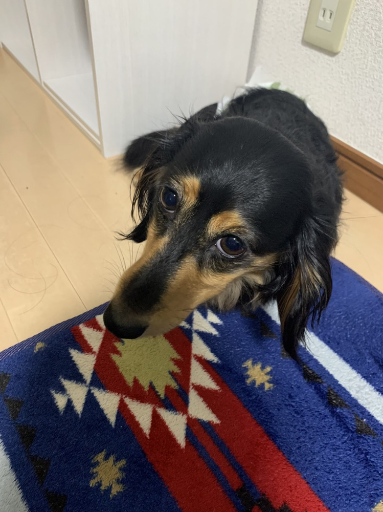 今日のわんこ♪の画像
