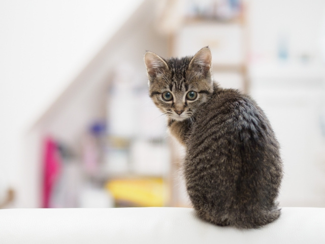新築の家で猫と快適に暮らすために知っておきたいことをご紹介の画像