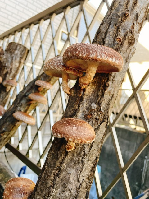 秋の味覚♬の画像