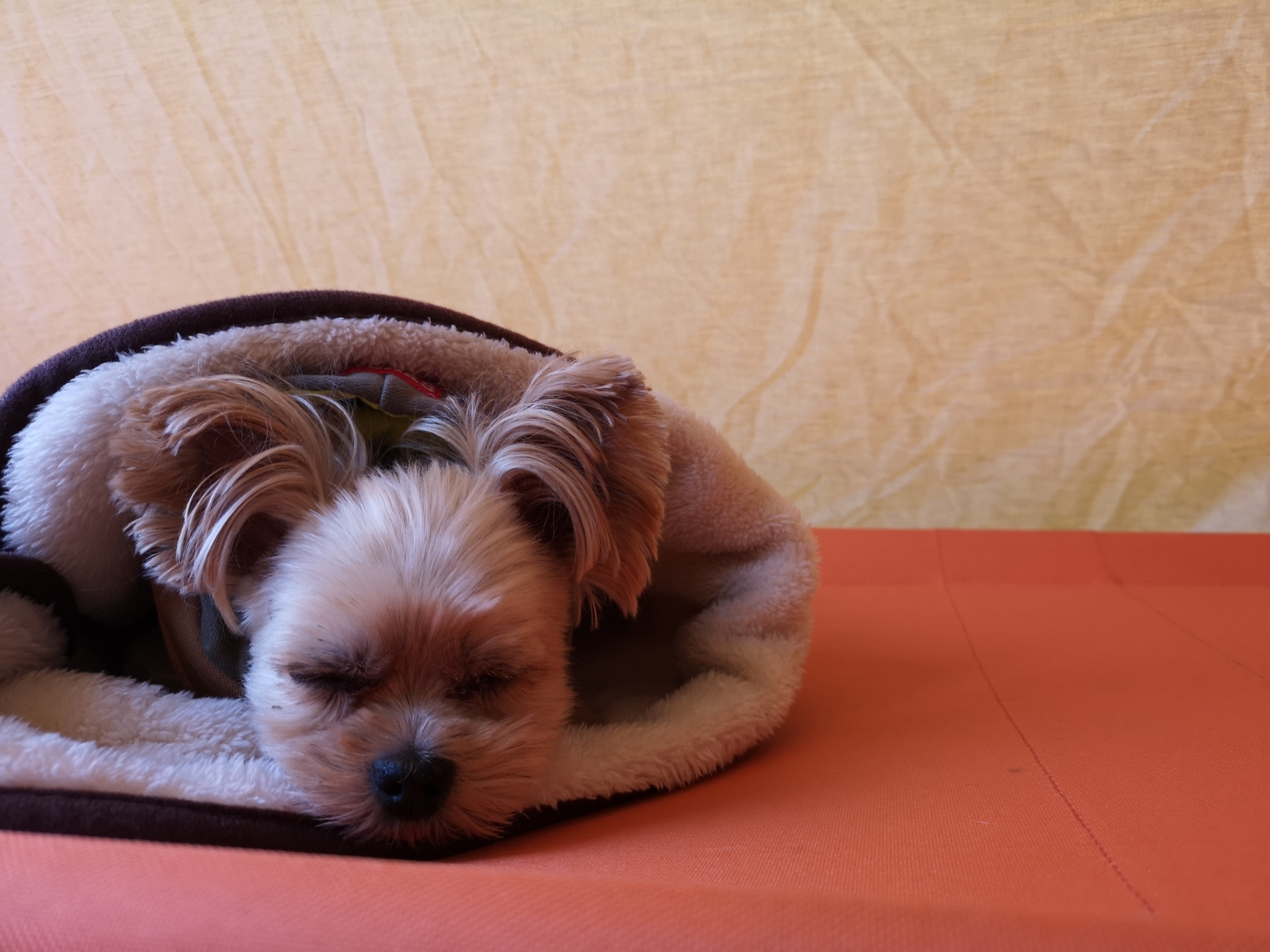 今年も残すところあと1ヶ月と少し！の画像