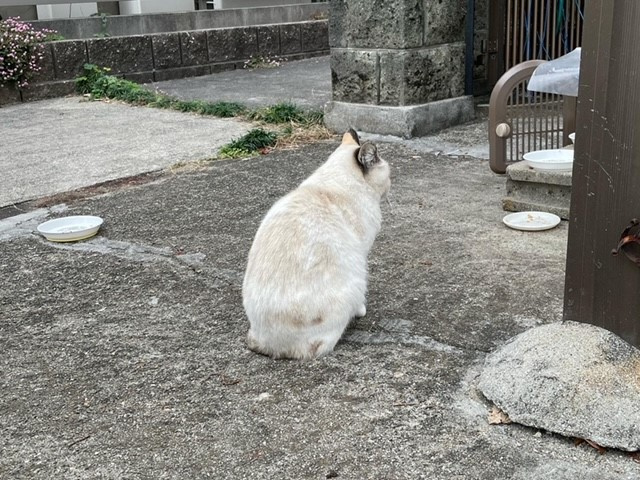 【あま市の不動産売却】猫にしかの画像