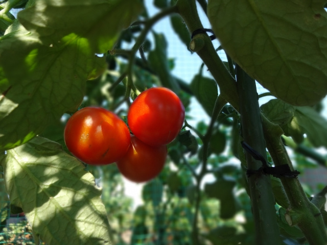 神奈川県海老名市にある「神奈川県立中央農業高等学校」の概要をご紹介
