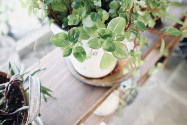 風水における観葉植物の効果や置き場所とは？おすすめの観葉植物もご紹介の画像