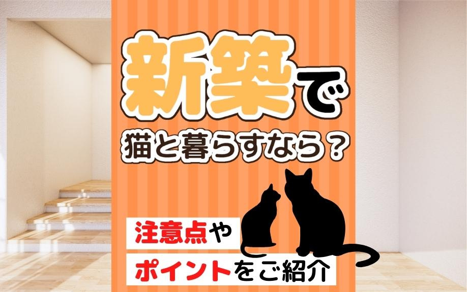 新築で猫と暮らすなら？注意点やポイントをご紹介