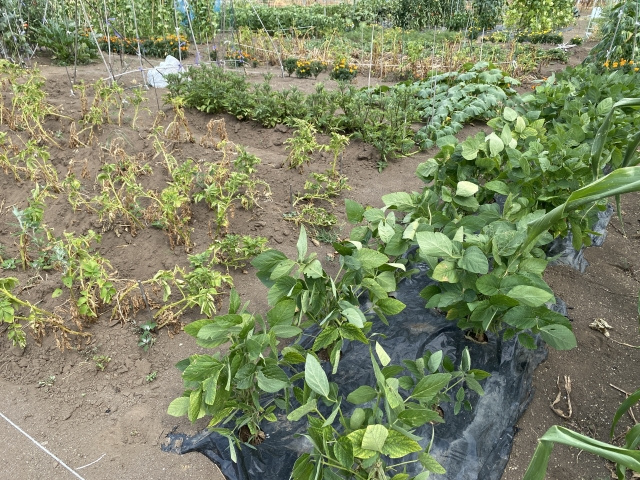 生産緑地とは？指定を解除して売却！解除の要件や注意点もご紹介の画像