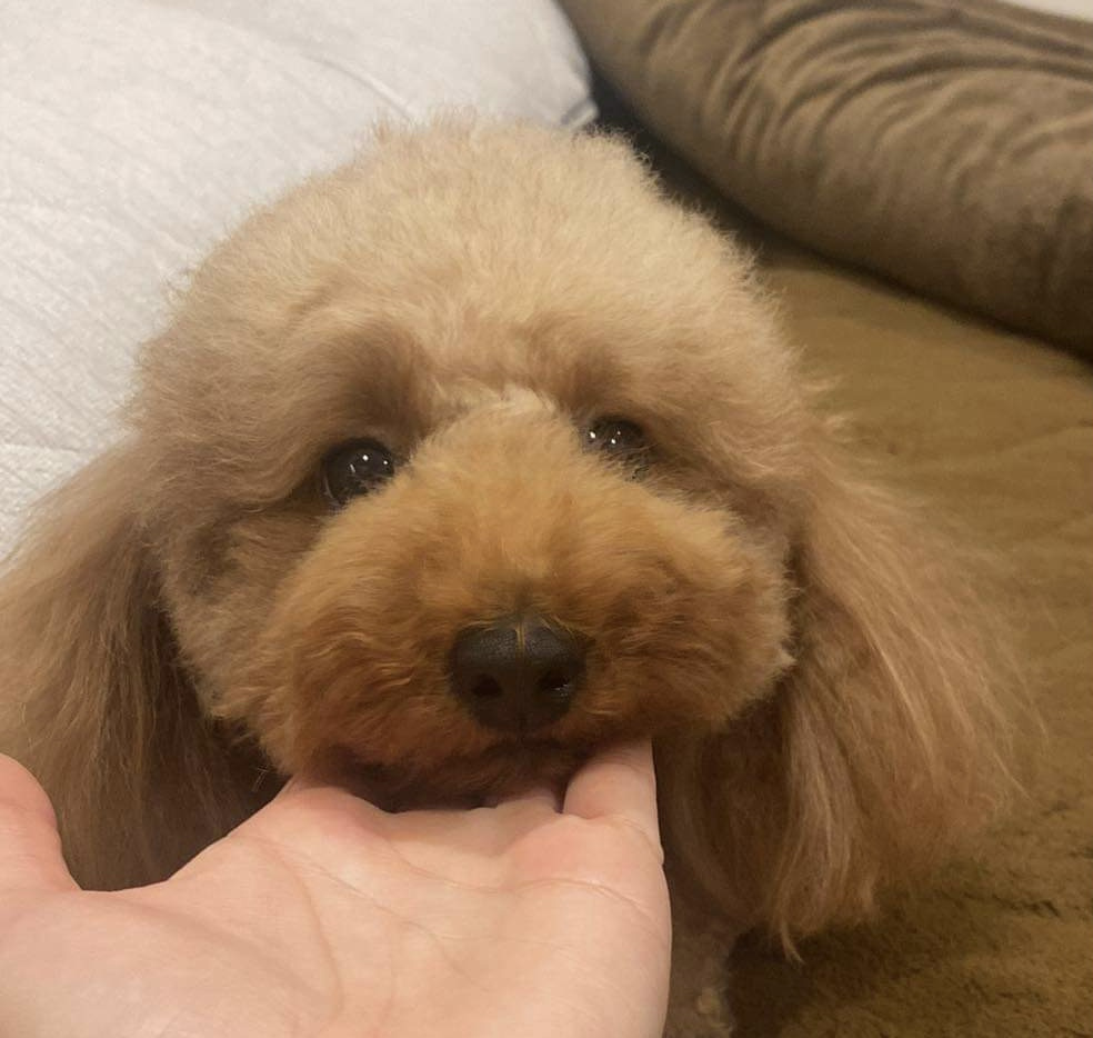 お部屋探し条件について(ペット飼育可編)～名古屋Mｙ賃貸～の画像