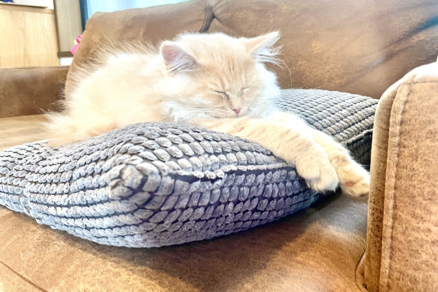 不動産売却ではペットを飼っていた物件は不利になる？その理由と対策とは