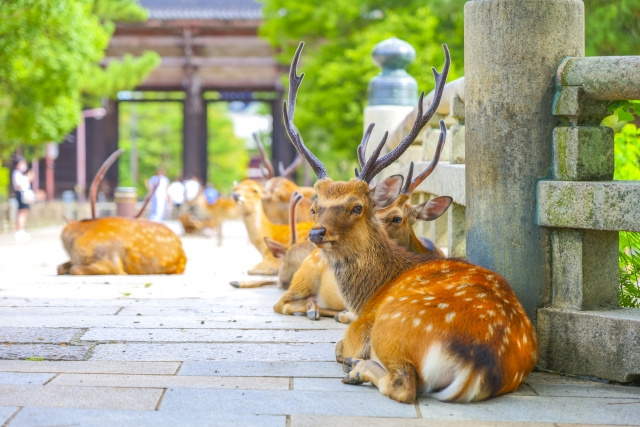 新しい駅名標には鹿のイラストも
